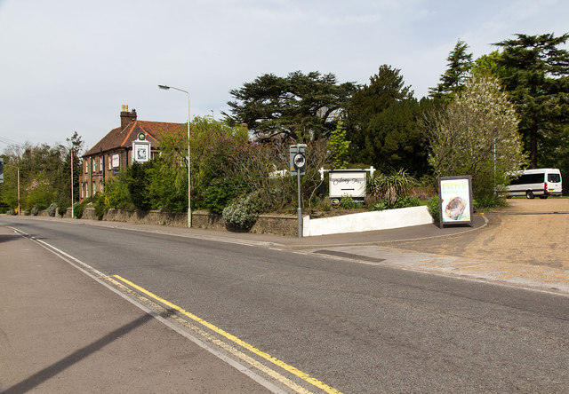 The Colney Fox