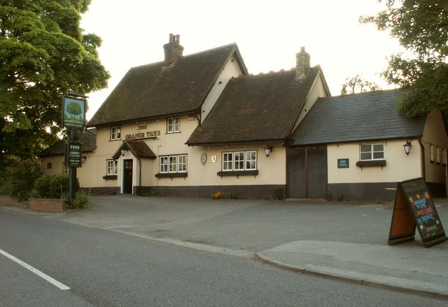 The Orange Tree